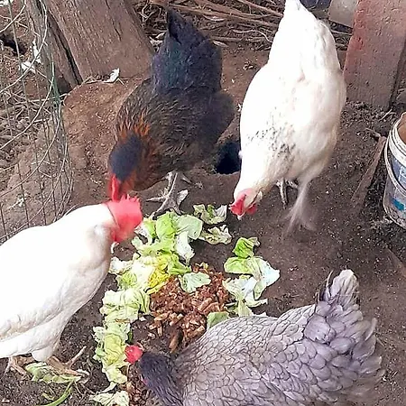 La Palombara